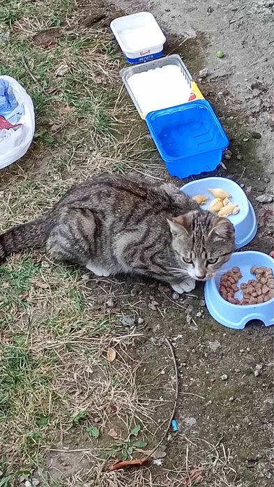 Котик в добрі руки