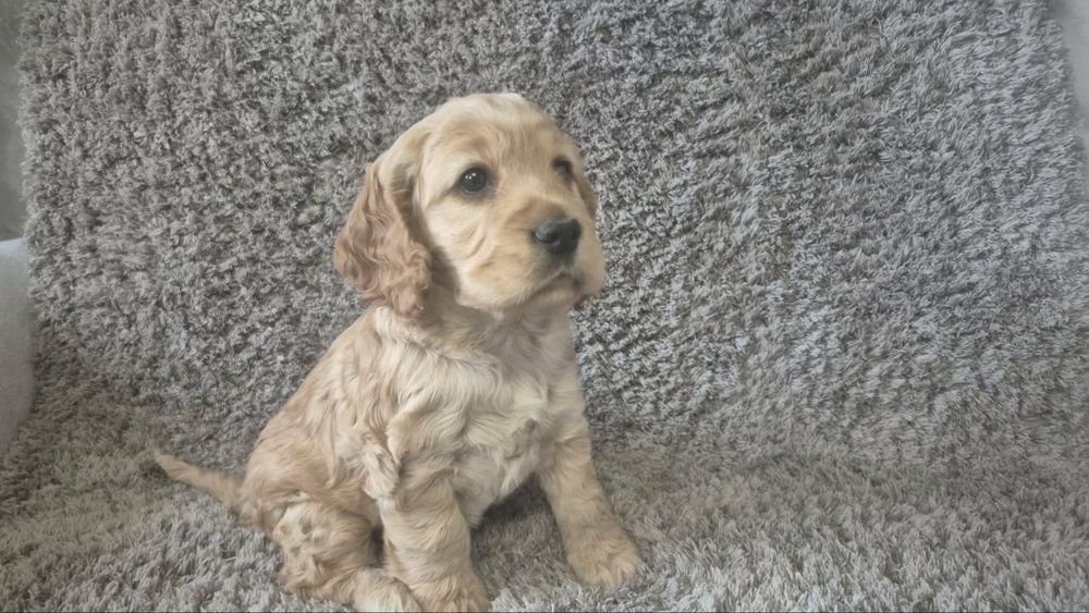 Cocker spaniel angielski chłopiec i dwie dziewczynki