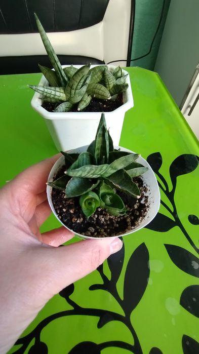 Гастееії,гастроалоє, сансевєрія