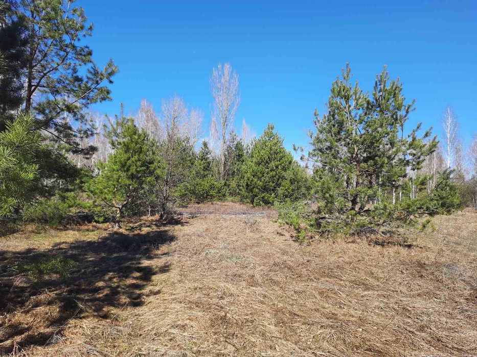 Литвинівка, 2 га, ОСГ, гарне місце.