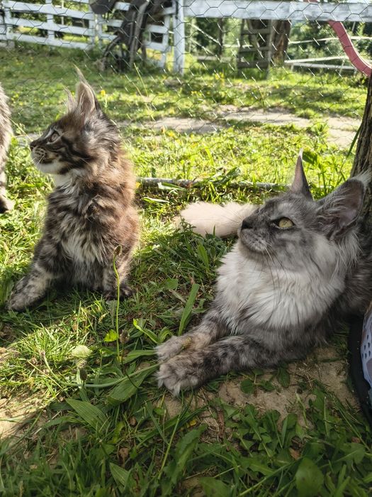 Kocurek Maine Coon