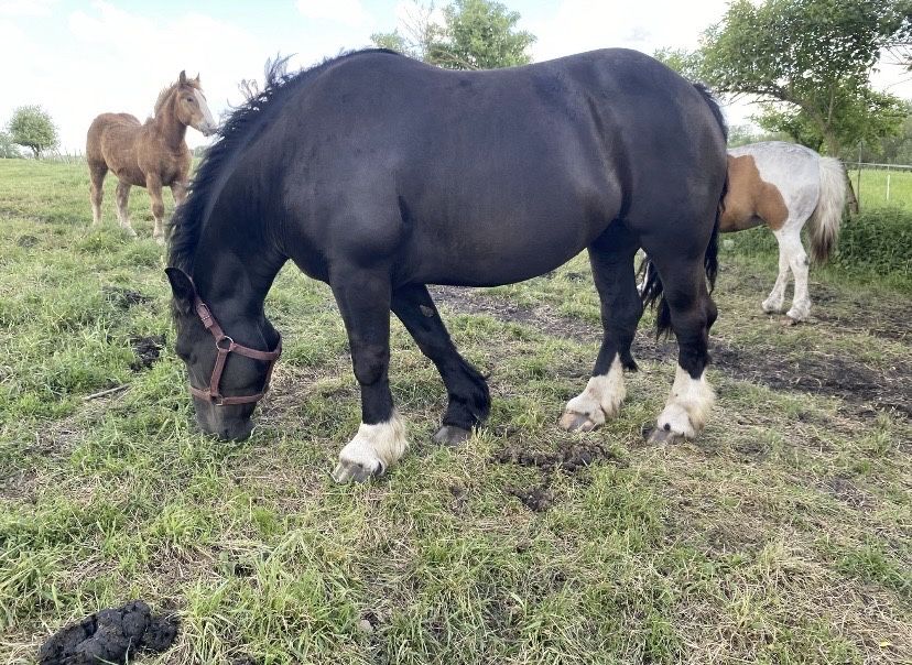 Sprzedam       klacz