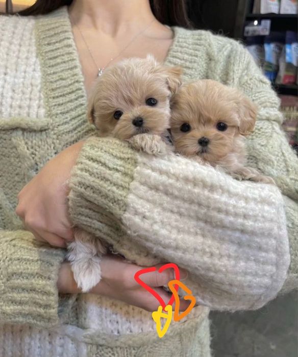 Маленький хлопчик Мальтіпу. Маленька дівчинка мальтіпу