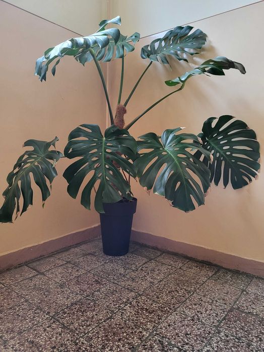 monstera Przemyśl