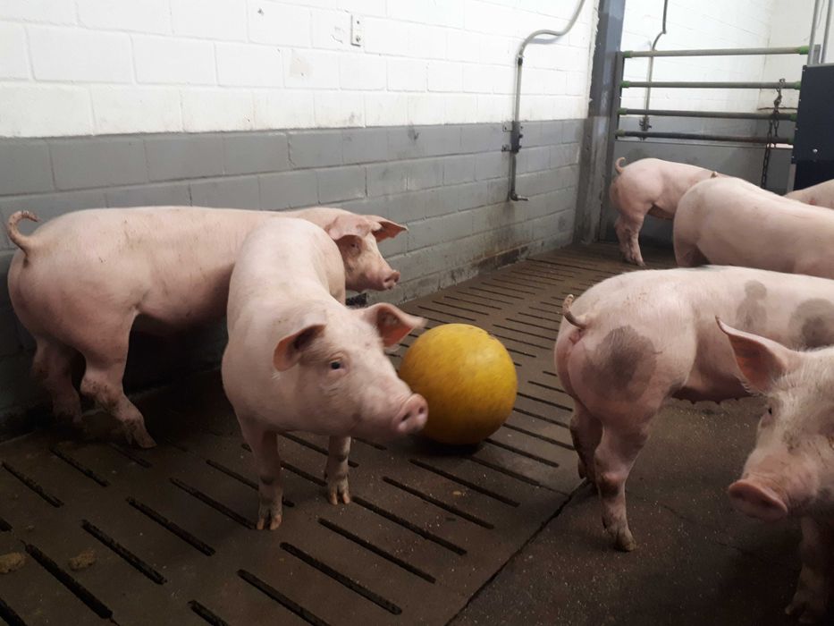 Piłka zabawka antystresowa KERBL Ø 30 dla prosiąt , świń