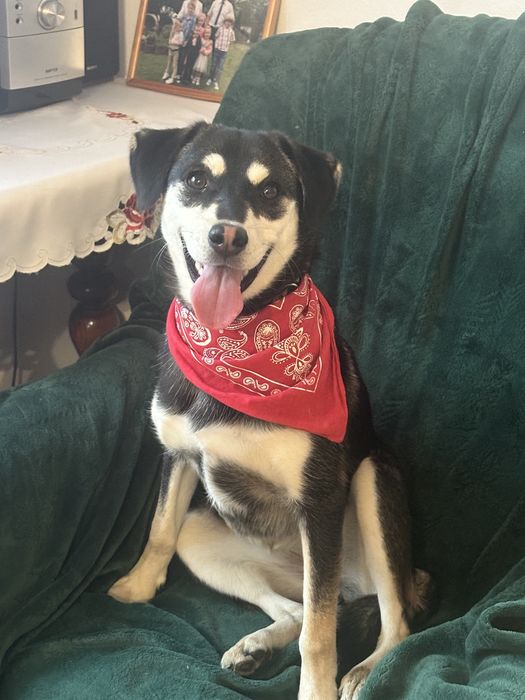 Cudna Frycia szuka domku