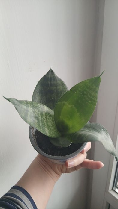 Вазон Сансевіерія Ханни 45 грн