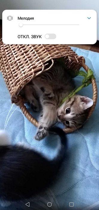 Кошенятко дівчинка в добрі руки