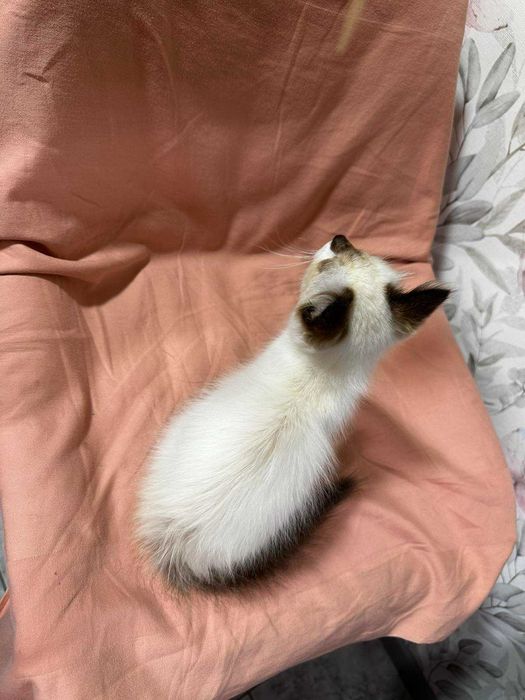 Віддам даром кошенят
