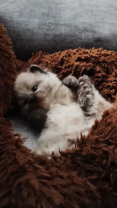 Kociak Neva masquerade/syberyjski