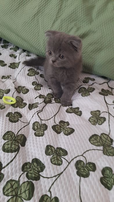 Продаются котята