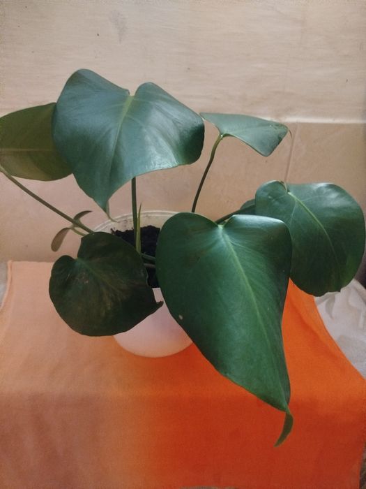 Planta Monstera Deliciosa (Costela-de-Adão) – 40 cm de Altura