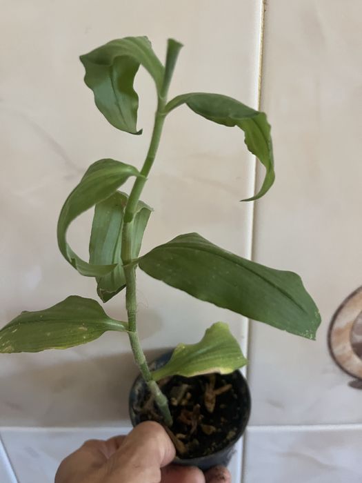 Plantas de coleção