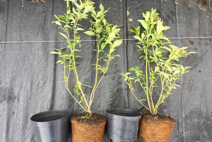 2,3,4 letnie Sadzonki Borówka Amerykańska do 80cm! CAC!Owocujące