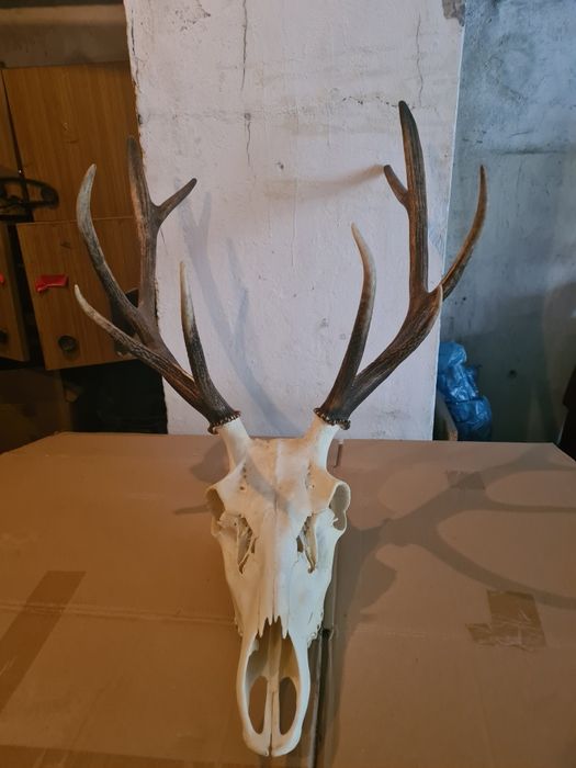 Poroże jelenia sprzedam