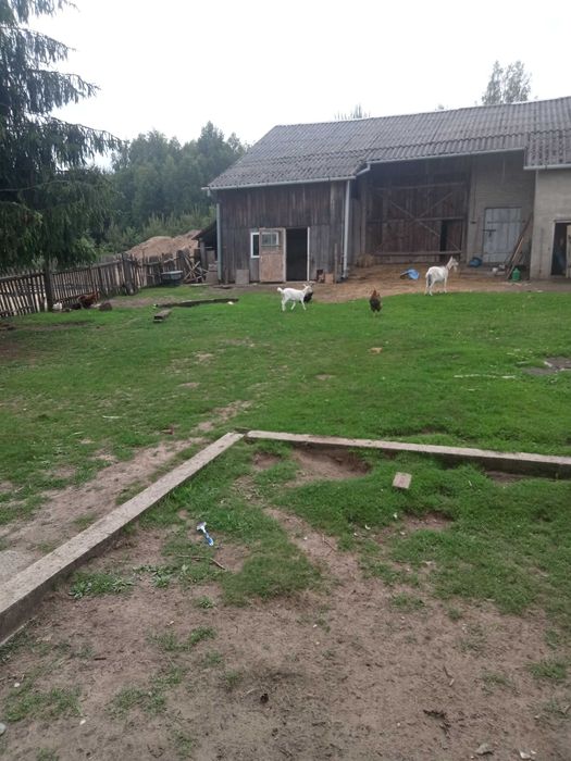 Sprzedam kozę trzymiesięczną podkarpacką