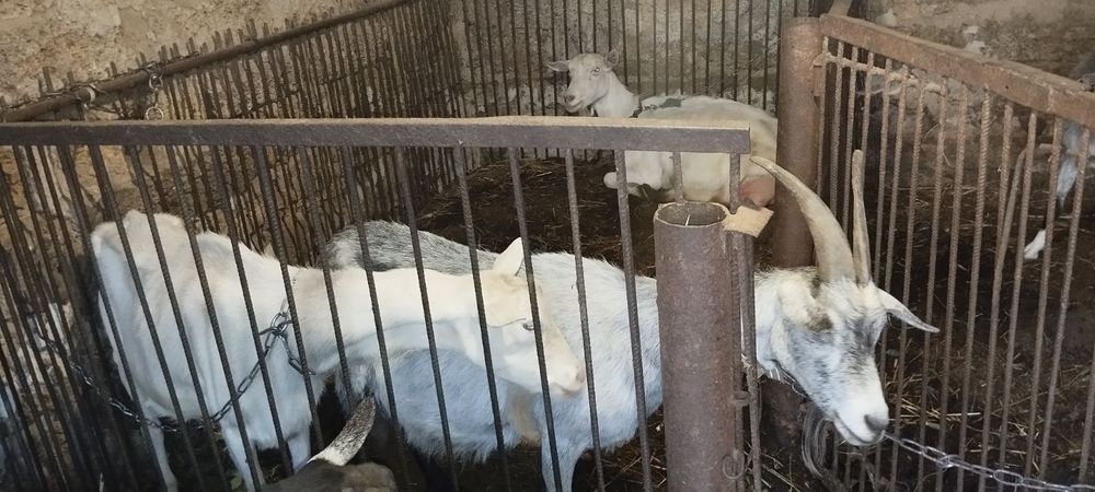 Продаються  кози і козенята.  с. Абазівка.
