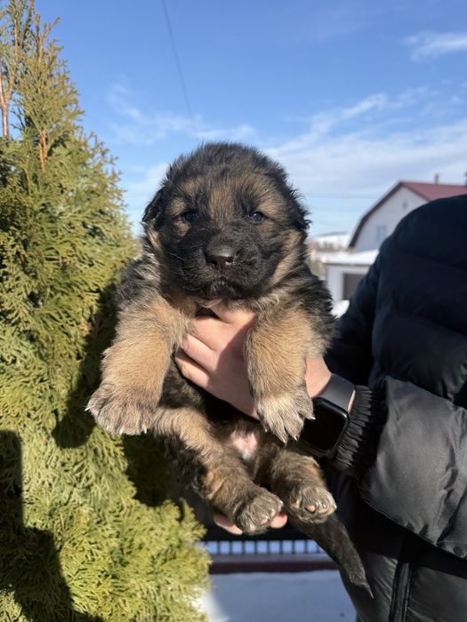 Німецька вівчарка бронь