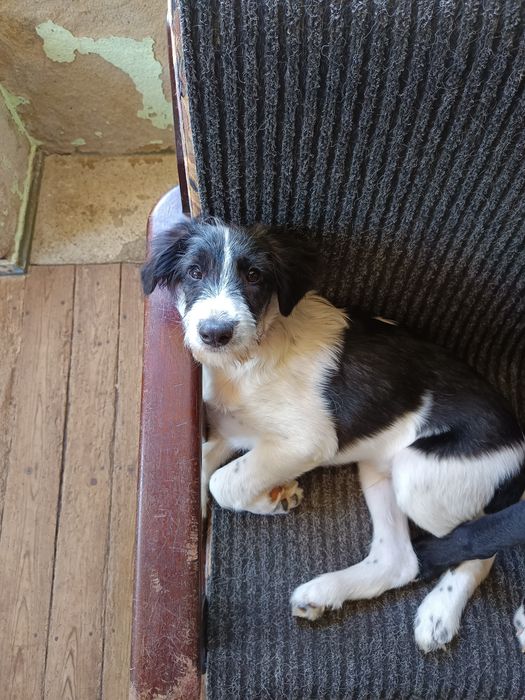 Koda Para Adoção