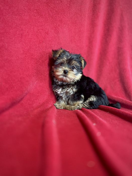 York Terrier Suczka z Rodowodem