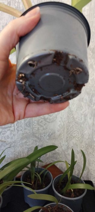 Сіянці амариліса Gervase * Dancing Queen . 1 рік 2 місяці