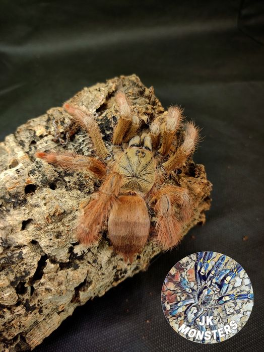 Pająk/Ptasznik Amazonius germani+gratisy