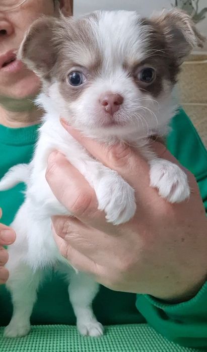 Девчулька чихуахуа