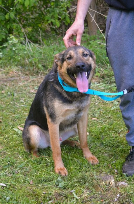 Przytulaśny Snoopy szuka domu