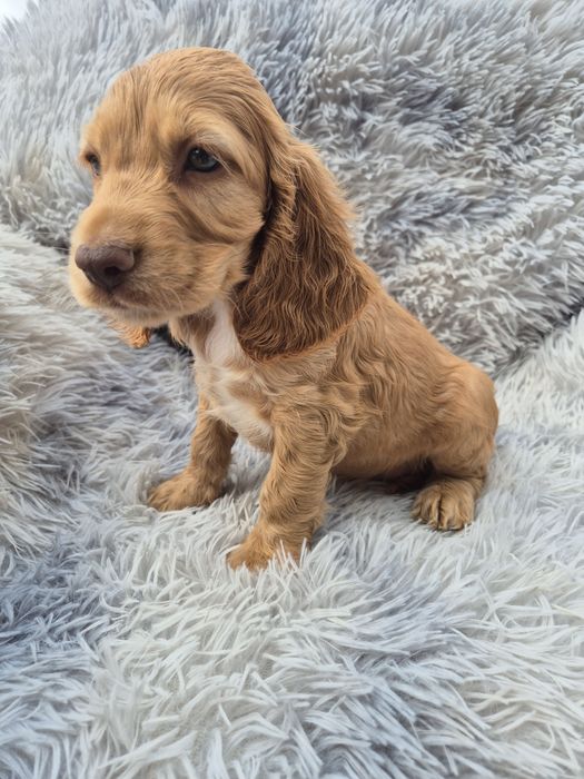 Cocker spaniel piesek 3