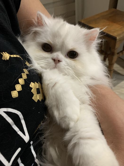 Отдам в хорошие руки