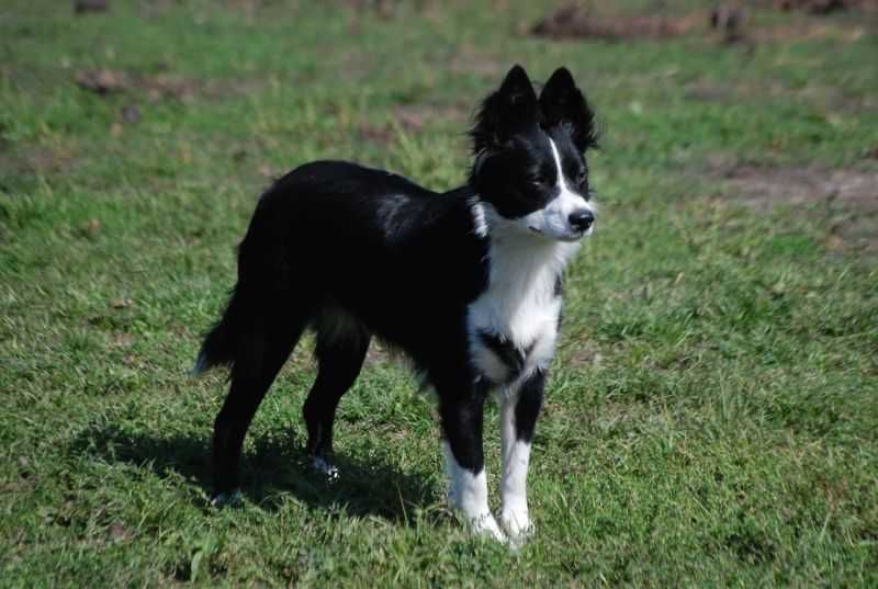 Piese Border Collie czarno-biały