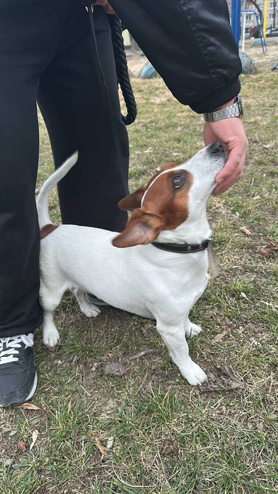 Вязка Джек-Рассел терьера, опытный кобель 5 лет