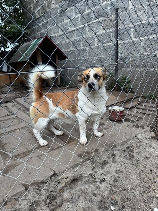 Oddam Pieska w dobre ręce