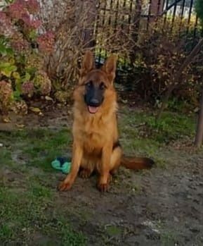 Owczarek niemiecki FCI