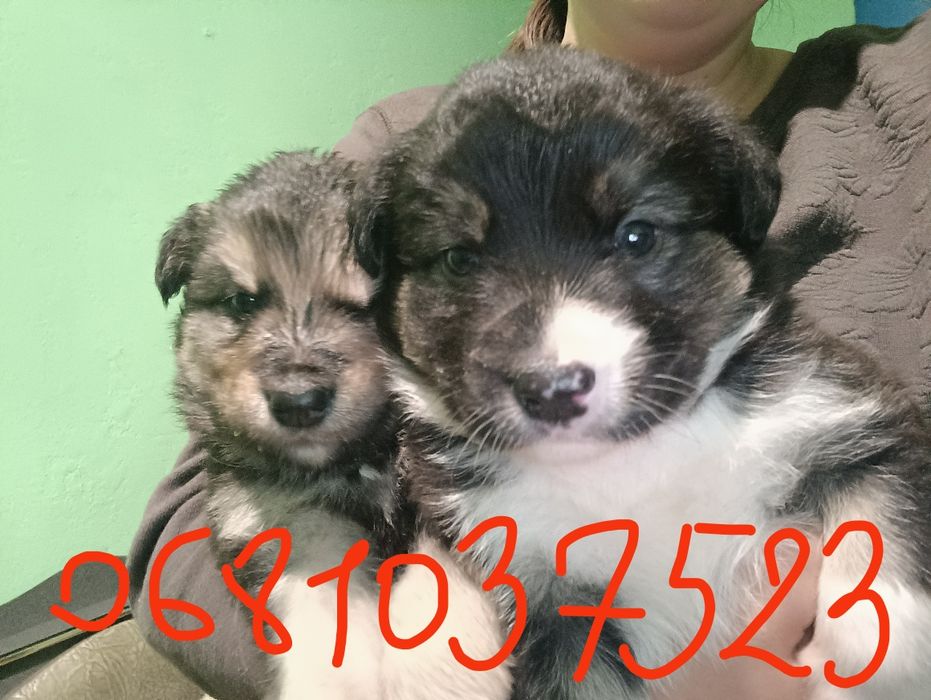 Отдам щенков в хорошие руки 2 мальчика