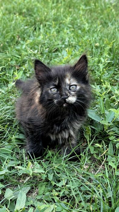 Чудесная девочка котенок.