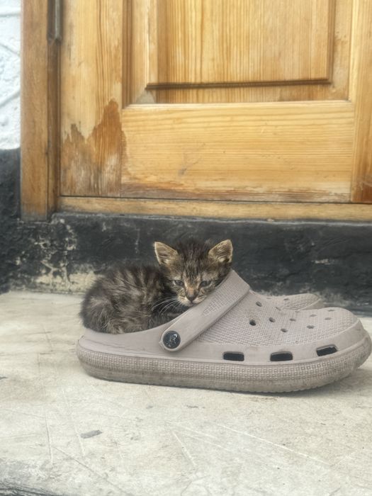 Віддам кошеняток