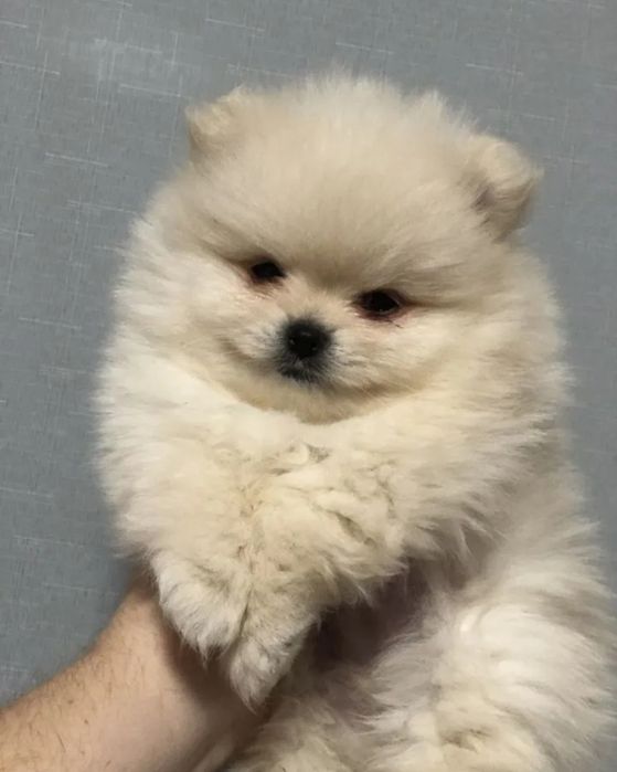 Курносые мимишки