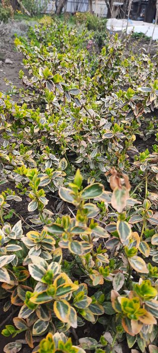 Деревовидний піон, клематіс,бересклет,тис,фотинія,гейхера