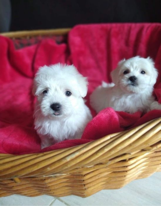 Maltańczyk, samiec.