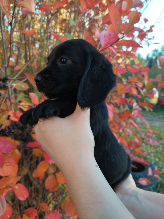 Suczka beagle x cocker spaniel angielski szczeniak