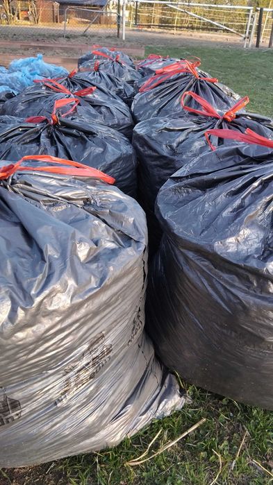 Obornik koński czysty