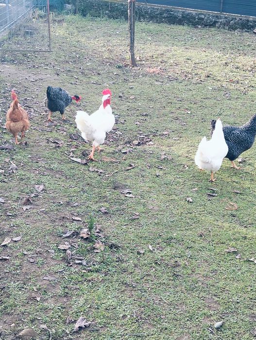 Casal Branca portuguesa