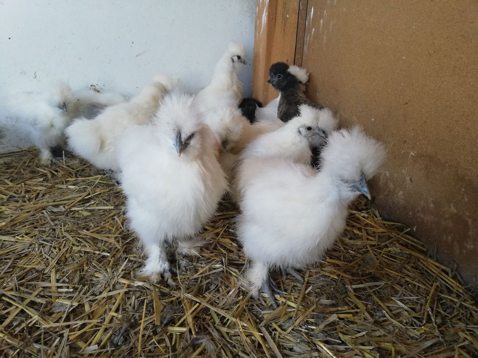 Silki, silka i inne, kurczęta z 30.01.2026