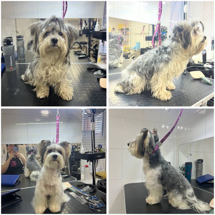 Грумер початківець шукаю моделей для стрижки