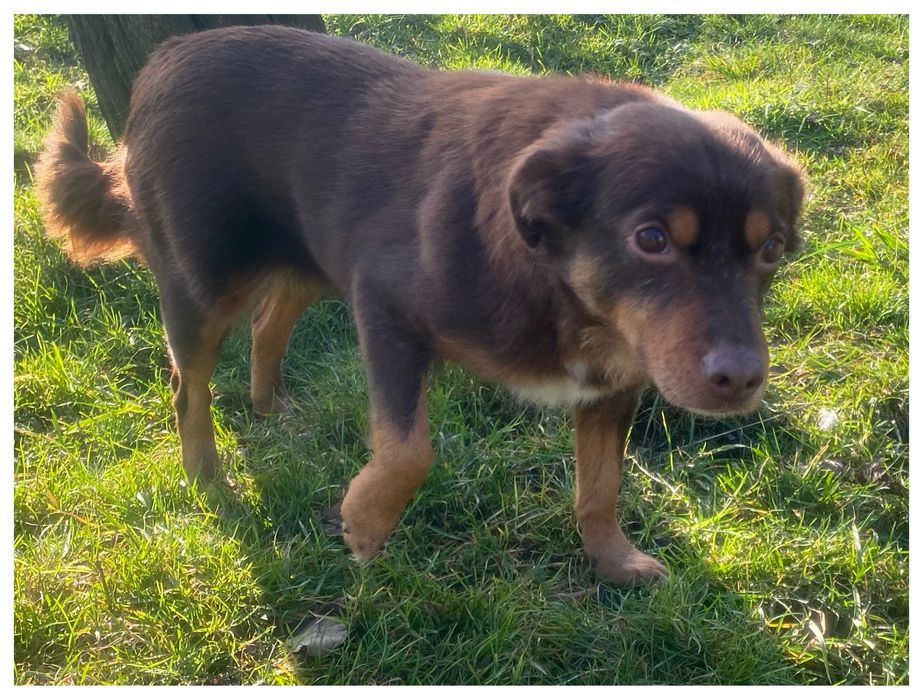 Choko - do adopcji sunia - czekoladowa piękność