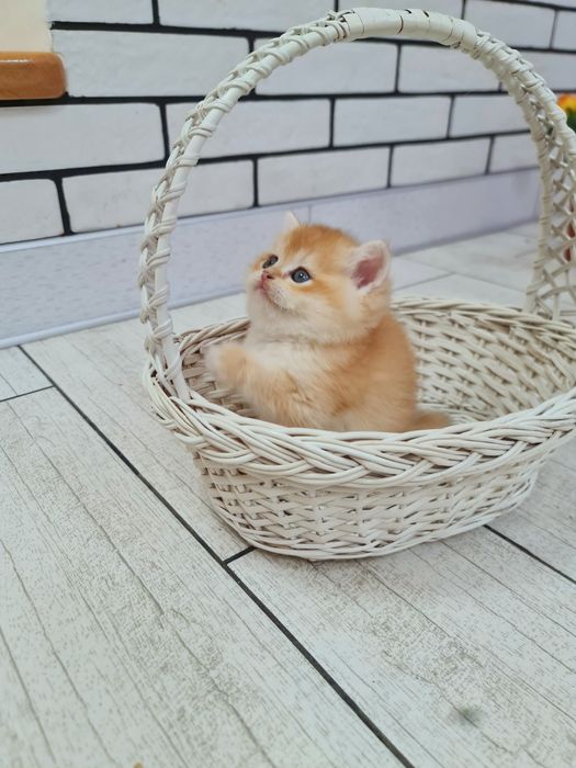 Кішечка шотландської золотої шиншили