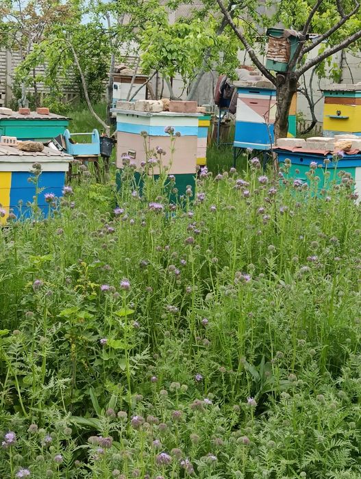 Бджільництво , продам пасіку .