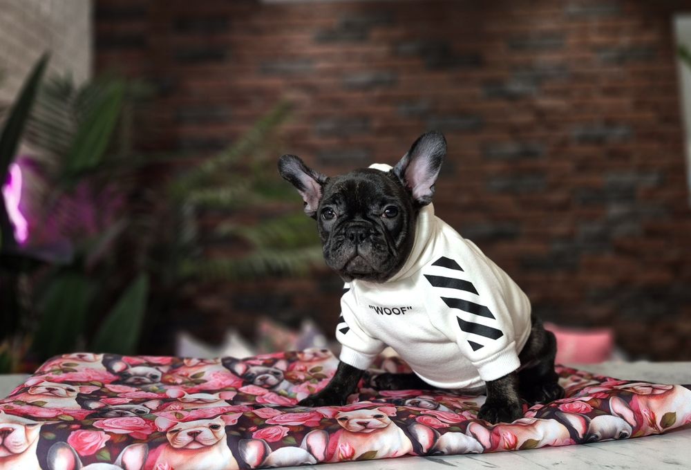 dziewczynka buldog francuski gotowa do odbioru