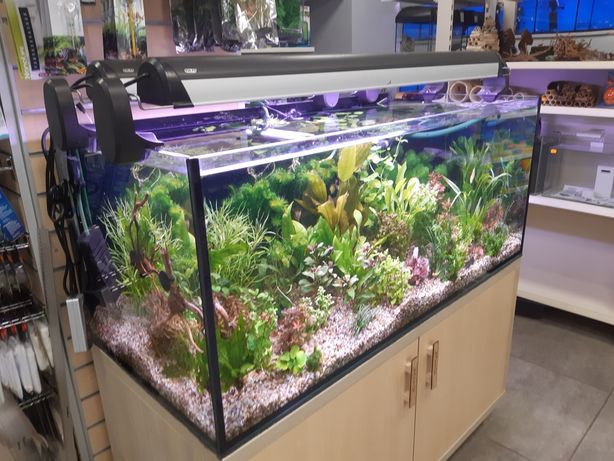 Neon Innesa XXL ryba